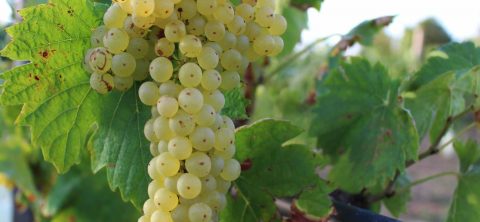 La-Malvasia,-un-vino-corposo-dal-sapore-delicato