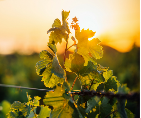 Fioritura della Vite