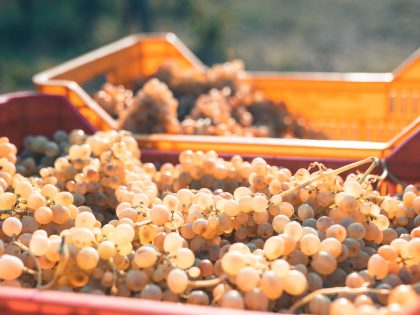 Vendemmia 2024, pesa il maltempo ma cresce il raccolto e la qualità dell’uva